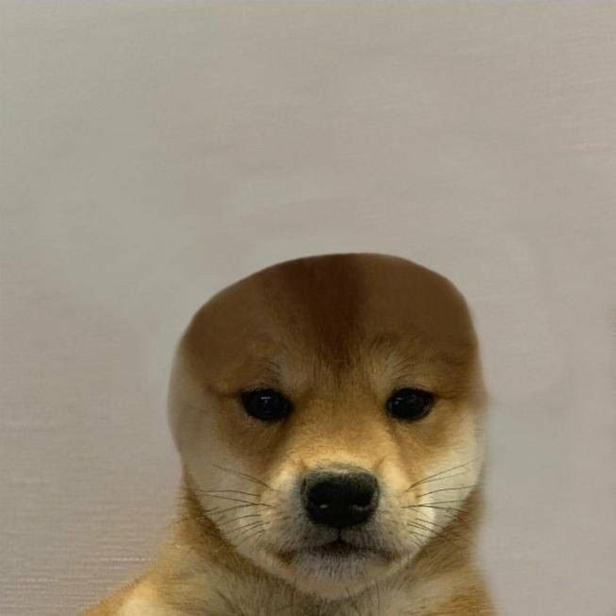 dogwifouthat